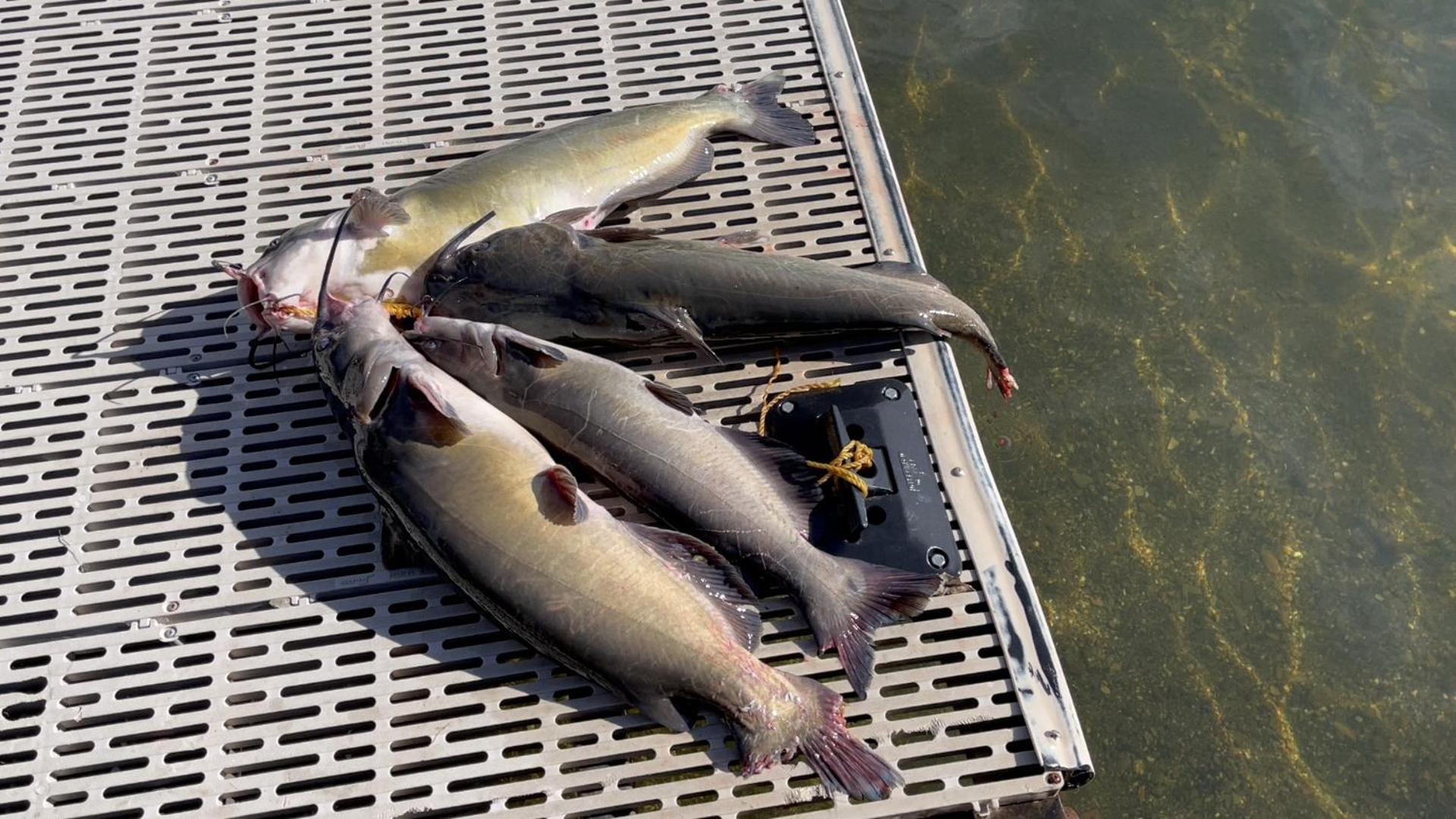 Glenhaven Omeo Clearlake Oaks מראה חיצוני תמונה